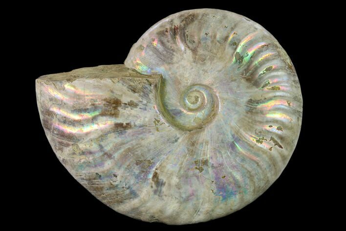 Silver Iridescent Ammonite (Cleoniceras) Fossil - Madagascar #137396
